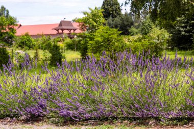 Çiçek açan çalıları olan lavanta bahçesi..