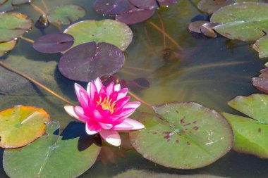 Nilüferler gölette