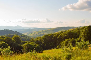 Ormanda yeşil çimenler olan güzel bir manzara.