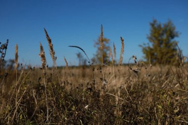 Arka planda bulanık çayır, ağaçlar ve mavi gökyüzü olan bir tarla bitkisi. Hint Yazı.
