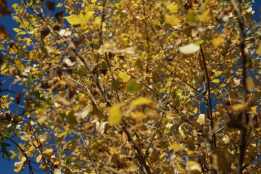 Açık gökyüzünün altında sarı yaprakları olan kavak ağacı dalları. Sonbahar geldi. Hint Yazı.