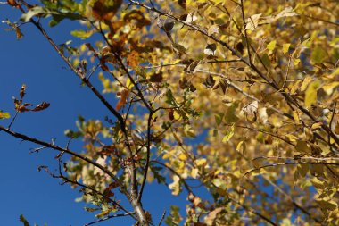 Açık gökyüzünün altında renkli yaprakları olan dallar. Sonbahar. Hint Yazı.