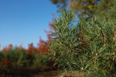 Güneşli bir günde, diğer ağaçların bulanık arkaplanlarıyla çam ağacının dallarına yakın çekim. Sonbahar. Hint Yazı.