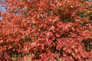 Kırmızı yapraklı bir meşe ağacının dalları. Sonbahar arkaplanı. Hint Yazı.