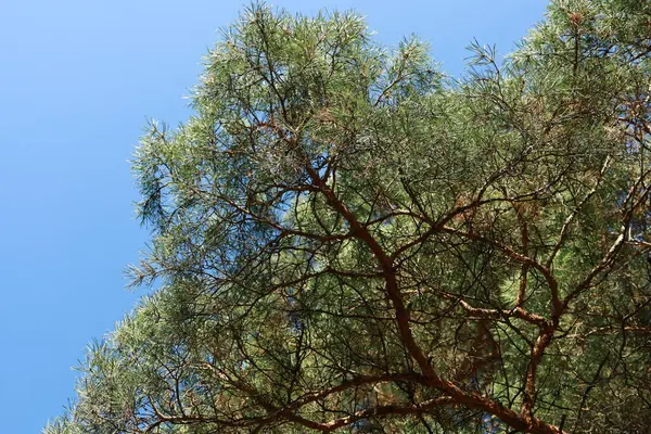 Açık bir gökyüzünün altında bir çam ağacının esnek dalları