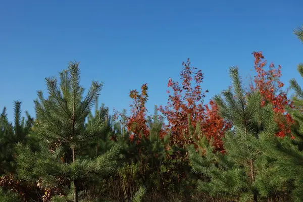 Gökyüzünün altında yaprak döken ve kozalaklı ağaçlar. Sonbahar geldi. Hint Yazı.