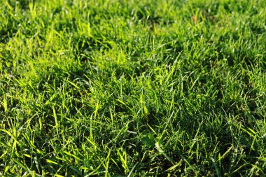 Sabah güneşinde yıkanan çimlere yakın çekim