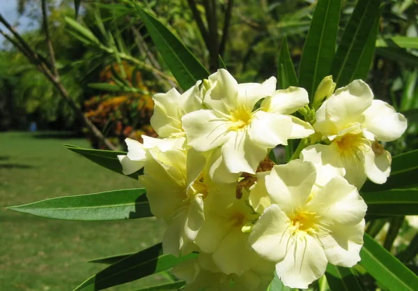 Güzel sarı tropikal bahçe çiçekleri ve yeşil çimen manzarası