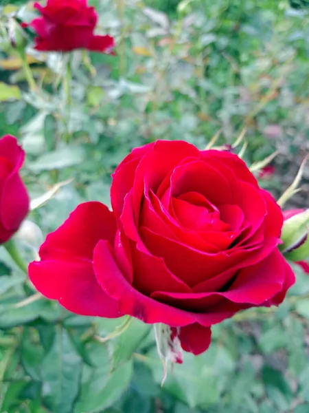 Beautiful Red Rose Garden — Stock Photo, Image