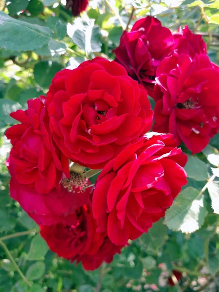 Bahçede Güzel Kırmızı Güller — Stok fotoğraf