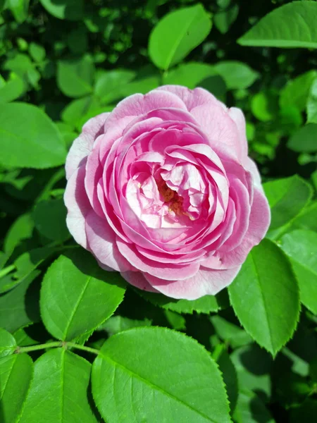 Güzel pembe gül Bahçeye yakın 