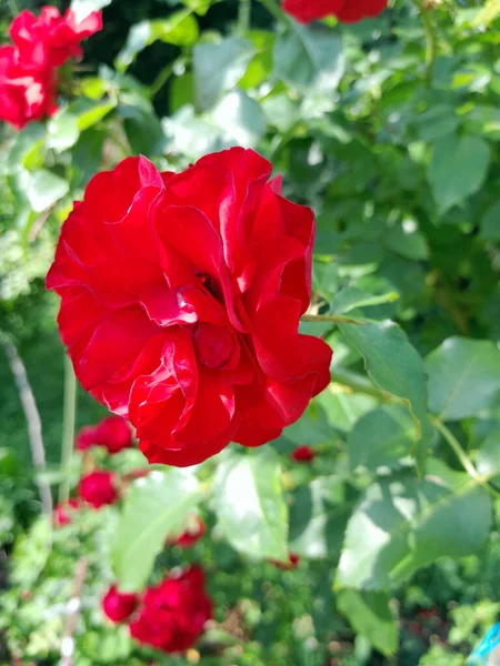 Όμορφο Κόκκινο Τριαντάφυλλο Κοντά Στον Κήπο — Φωτογραφία Αρχείου