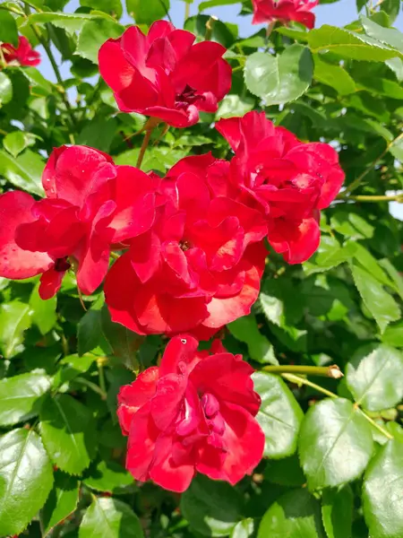 Güzel kırmızı güller Bahçede kapanıyor 