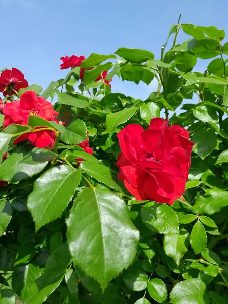 Vackra Röda Rosor Närbild Trädgården Blå Himmel Bakgrund — Stockfoto