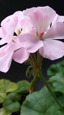 Pembe çiçek Pelargonium zonale