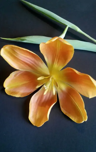 Sarı ve turuncu lale çiçeğinin başı siyah arkaplanda.