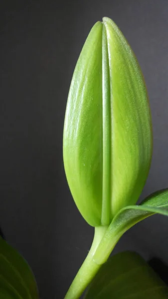 Lily yeşil tomurcuk siyah arka planda
