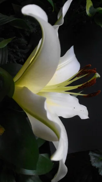 Siyah arkaplanda beyaz bir çiçek