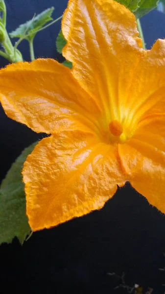 Siyah arkaplanda sarı kabak çiçeği