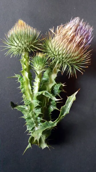 Siyah arkaplanda tomurcukları olan devedikeni dalı