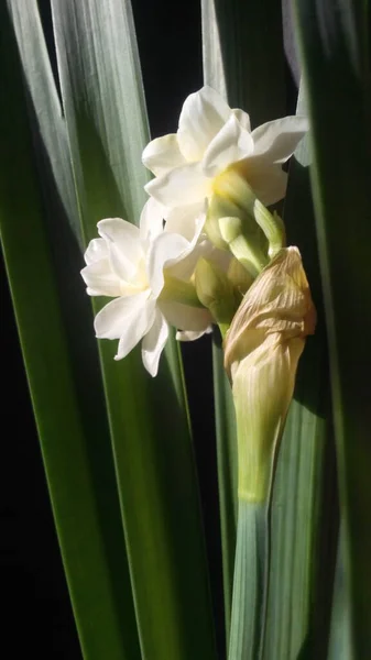 Siyah arkaplanda beyaz narsisli çiçekler