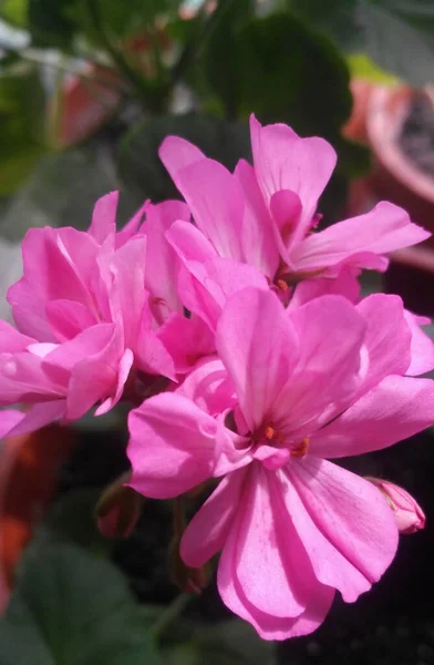 Pelargonium zonale 'nin pembe çiçeği