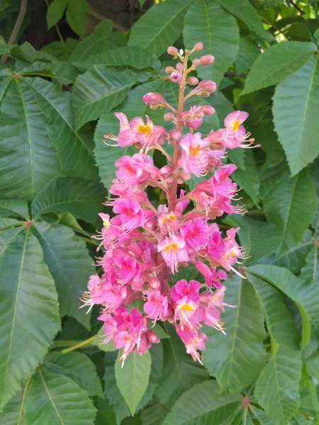 Pembe kestane ağacı çiçek açtı.