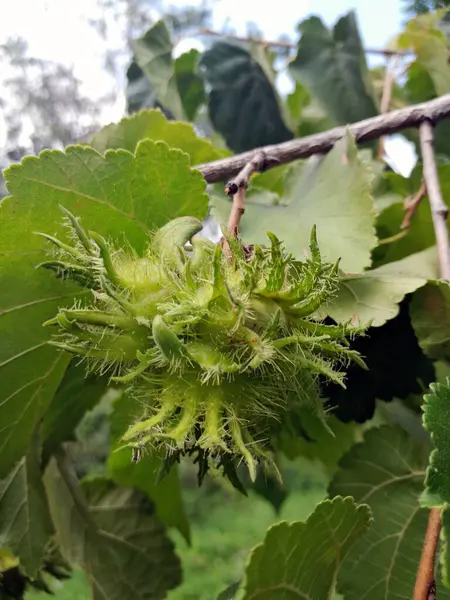 Türk Hazel ağacı (Corylus coturna) yeşillik arka planda