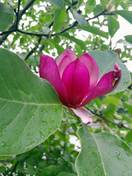 Mavi arkaplanda Magnolia ağacı pembe çiçekleri