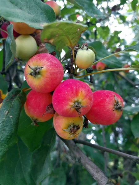 Olgun meyveli elma ağacı