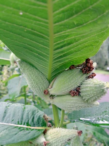 Yeşil yapraklı yosun bitkisi