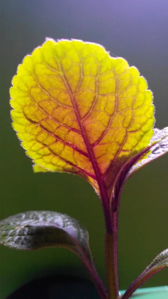 Kırmızı damarlı yeşil yaprak ev bitkisi