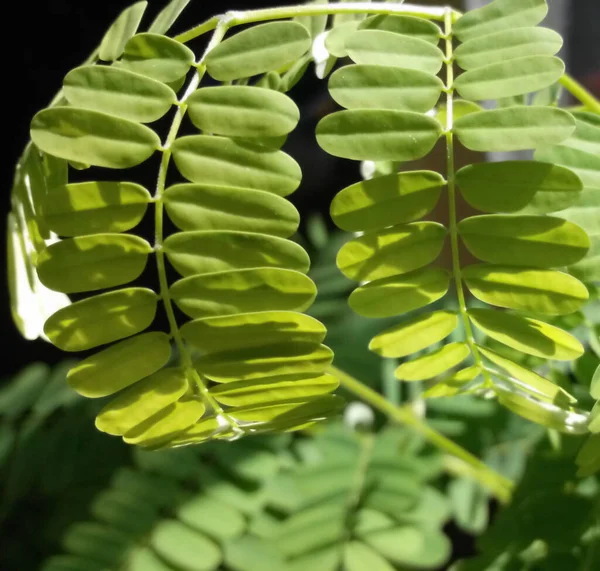 Royal Poinciana (Delonix regia) ayrılıyor