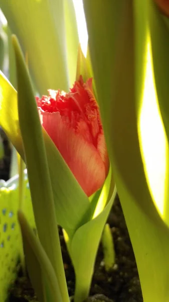 Rote Tulpenblütenknospe Sonnenschein — Stockfoto