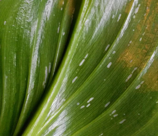 güzel yeşil yaprak arka planı