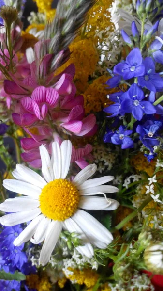 Renkli kır çiçekleri, güzel arka plan. 