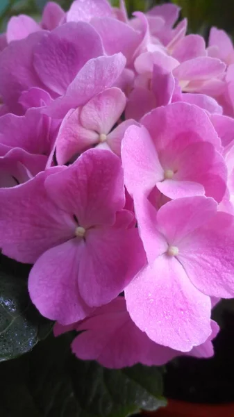 Pembe ortanca çiçeği arkaplanı