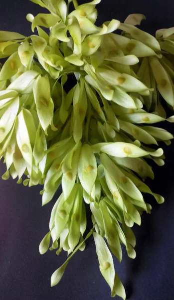 Hornbeam ağaç dalı ve tohumları