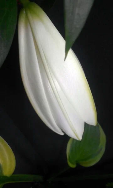 Siyah arka planda Lily White Bud