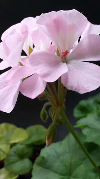 ピンクの花ペルゴニウムゾエール — ストック写真