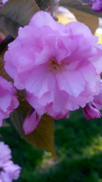 Pembe sakura ağacı çiçeği.