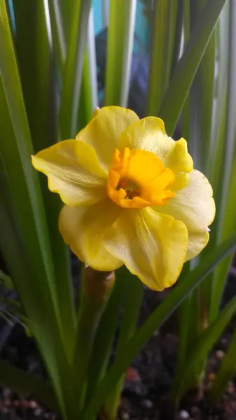 Yeşil yapraklı sarı narsis çiçeği
