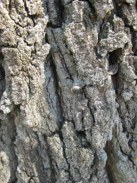 Widok Bliska Surowej Kory Drzewa — Zdjęcie stockowe
