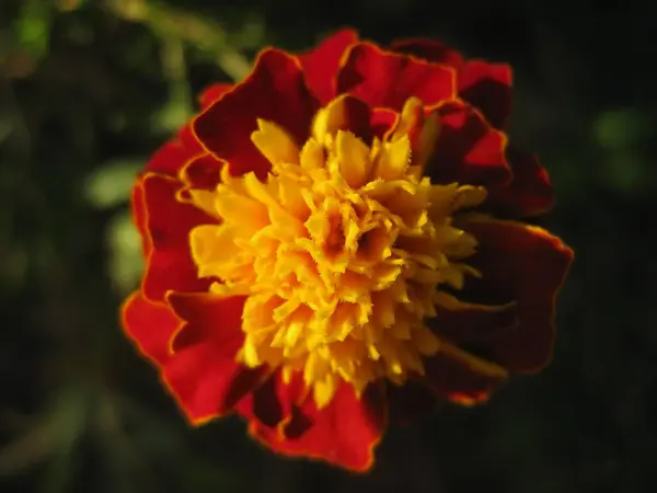 Güzel kadife çiçeğinin yakın görüntüsü