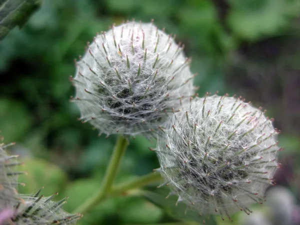 Devedikeni yeşil arka planda kapat