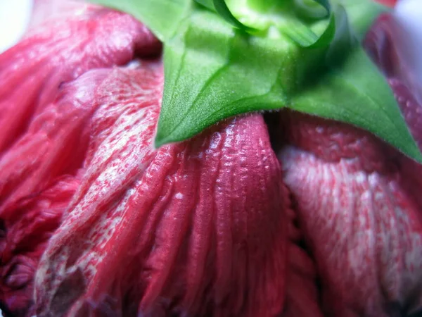 Kırmızı Çin amber çiçekli çiçek yaprakları (Hibiscus rosa-sinensis)