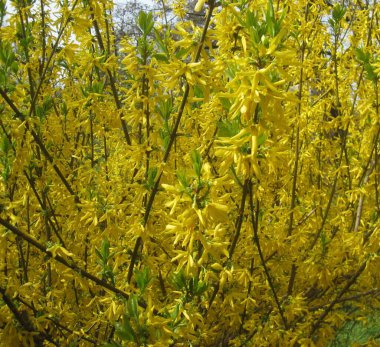 Çiçek açan bahar sarı çiçekleri.