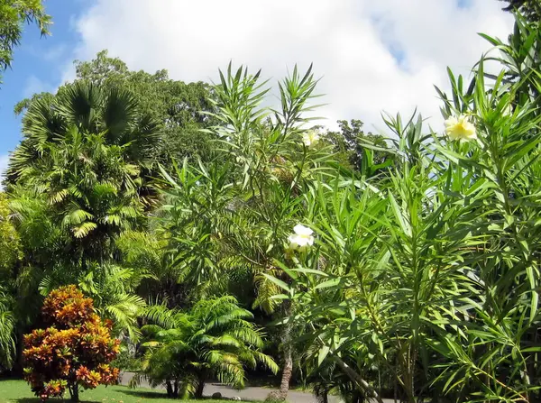 Güzel tropikal yeşil manzara