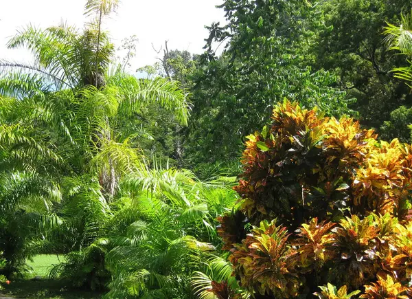 Vacker Trädgård Med Tropiska Träd — Stockfoto
