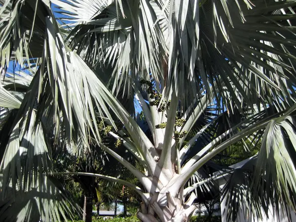 Крупный План Пальмы — стоковое фото